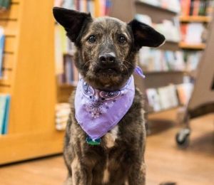 Parnassus Dog, Bear Gardner. Head of Belly Scratches Division, Assistant Director of Naps